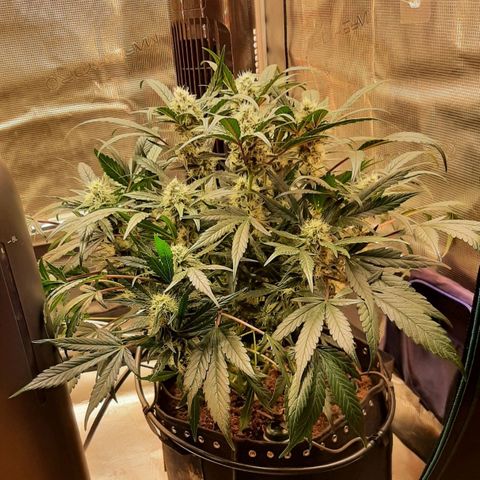 Fritzchen  growlog timeline photo