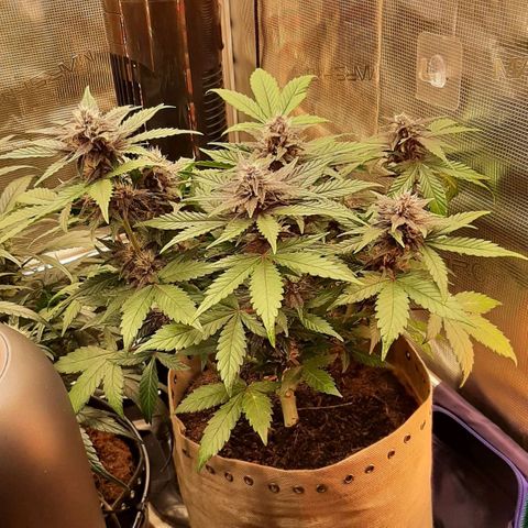 Laila  growlog timeline photo
