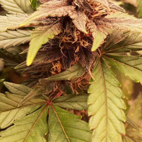 Laila  growlog timeline photo