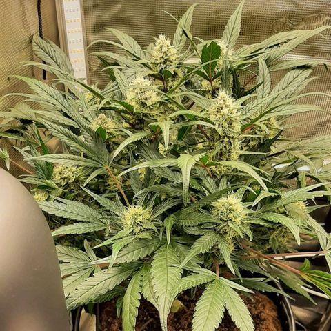 Fritzchen  growlog timeline photo