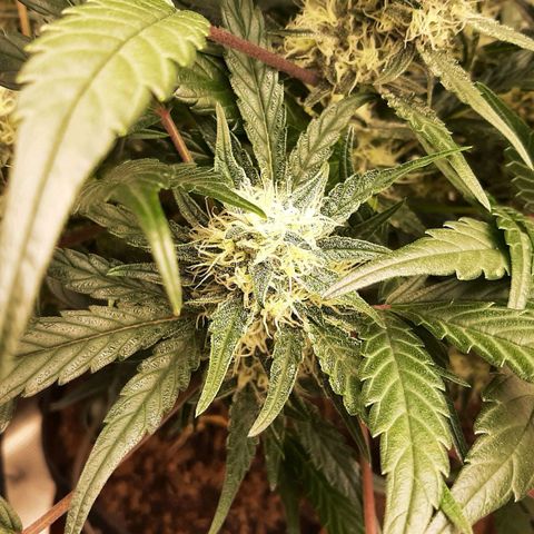 Fritzchen  growlog timeline photo