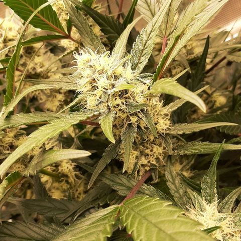 Fritzchen  growlog timeline photo
