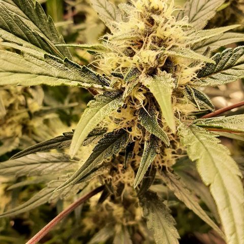 Fritzchen  growlog timeline photo