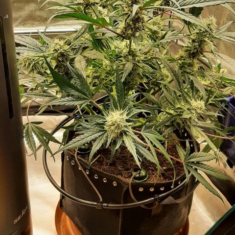 Fritzchen  growlog timeline photo