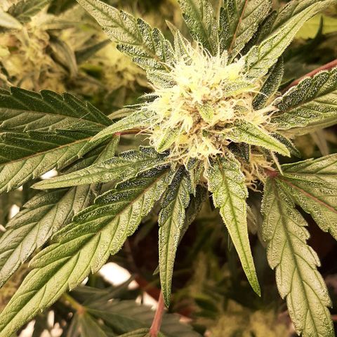 Fritzchen  growlog timeline photo