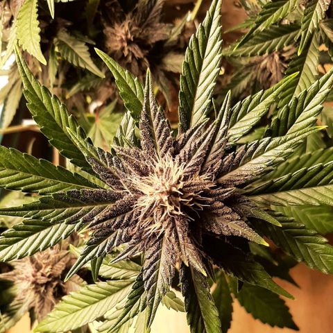 Laila  growlog timeline photo