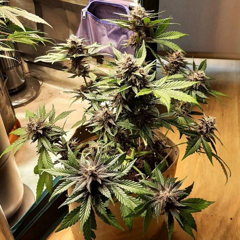 Laila  growlog timeline photo