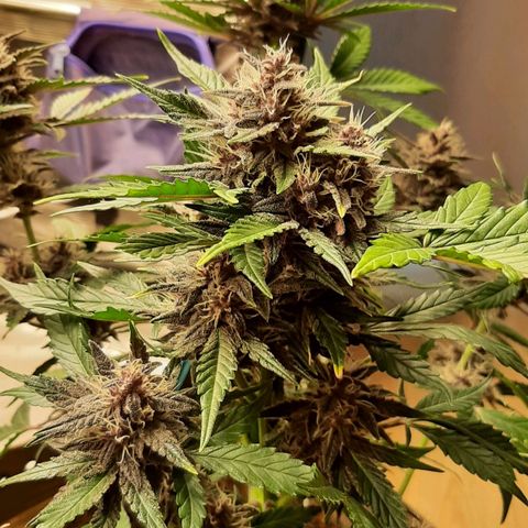 Laila  growlog timeline photo