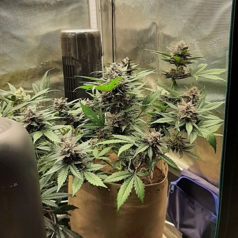 Laila  growlog timeline photo