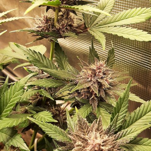 Laila  growlog timeline photo
