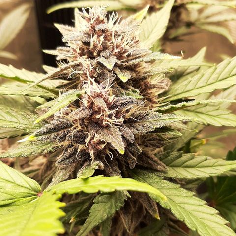 Laila  growlog timeline photo