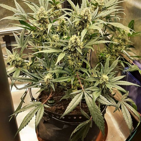 Fritzchen  growlog timeline photo