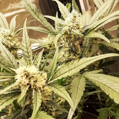 Fritzchen  growlog timeline photo