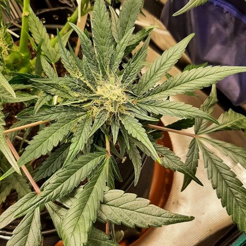 Fritzchen  growlog timeline photo