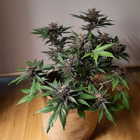 Laila  growlog timeline photo