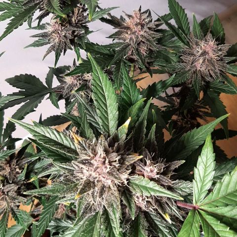 Laila  growlog timeline photo