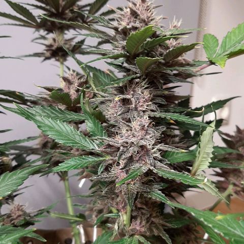 Laila  growlog timeline photo