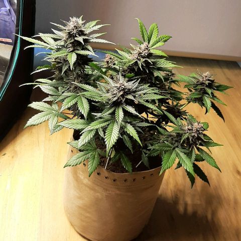 Laila  growlog timeline photo
