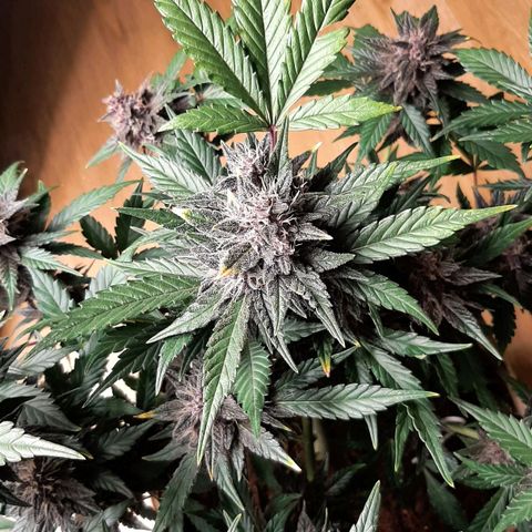 Laila  growlog timeline photo