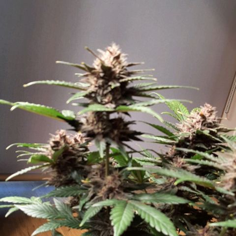 Laila  growlog timeline photo