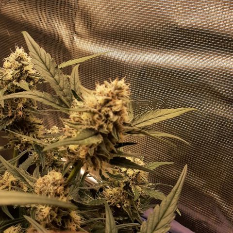Fritzchen  growlog timeline photo