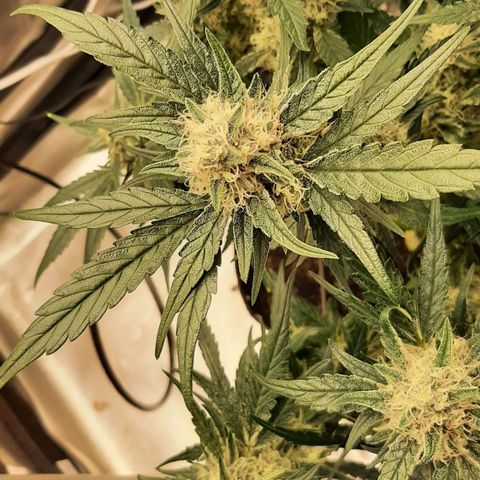 Fritzchen  growlog timeline photo