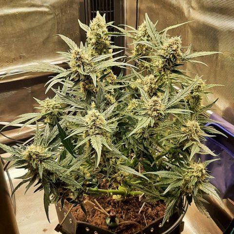 Fritzchen  growlog timeline photo