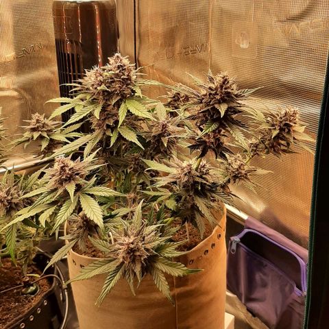 Laila  growlog timeline photo