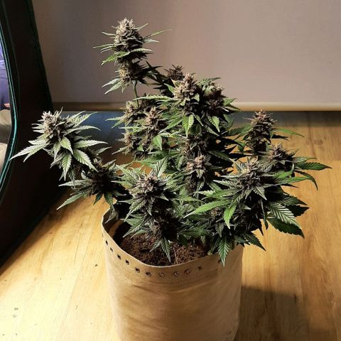 Laila  growlog timeline photo