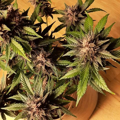 Laila  growlog timeline photo