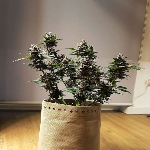 Laila  growlog timeline photo