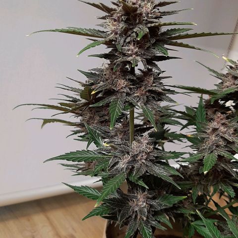 Laila  growlog timeline photo