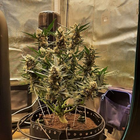 Fritzchen  growlog timeline photo