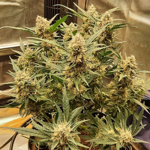 Fritzchen  growlog timeline photo