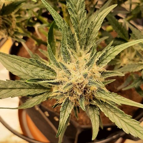 Fritzchen  growlog timeline photo