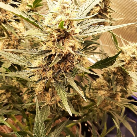 Fritzchen  growlog timeline photo