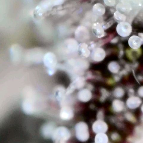 Laila  growlog timeline photo