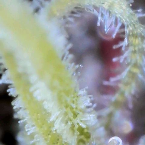 Laila  growlog timeline photo