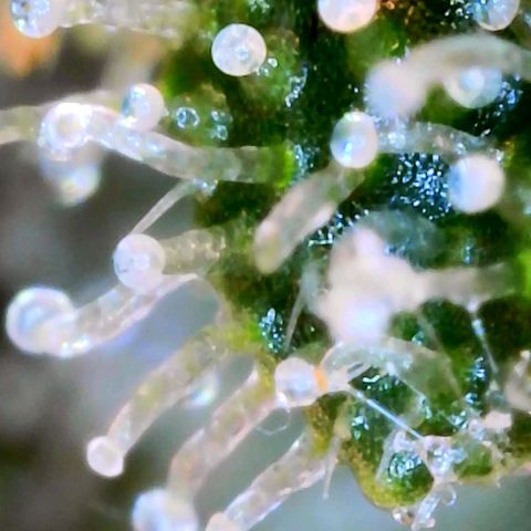 Fritzchen  growlog timeline photo