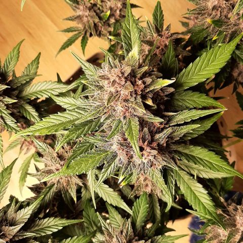 Laila  growlog timeline photo