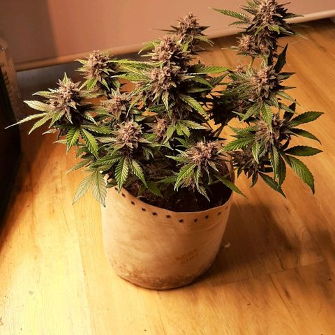 Laila  growlog timeline photo