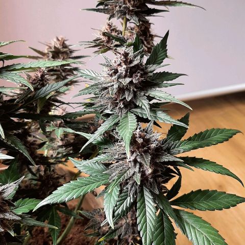 Laila  growlog timeline photo