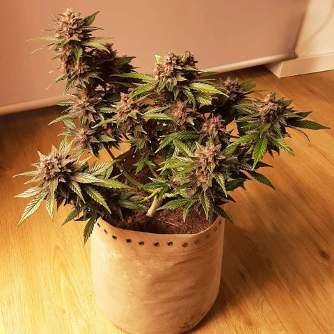 Laila  growlog timeline photo