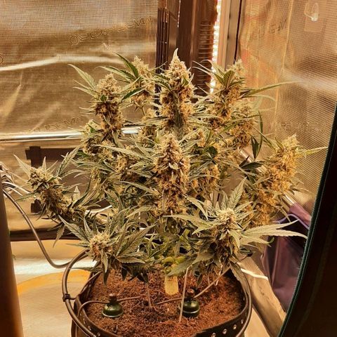Fritzchen  growlog timeline photo