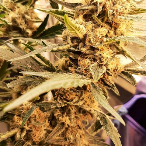 Fritzchen  growlog timeline photo