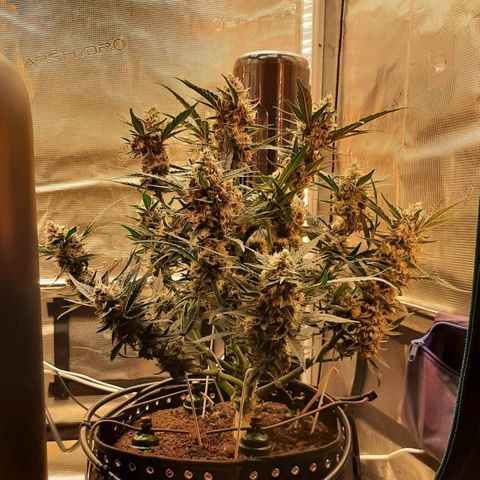 Fritzchen  growlog timeline photo