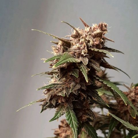 Laila  growlog timeline photo