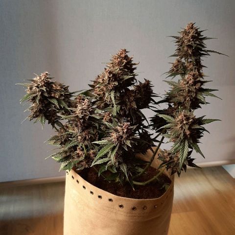 Laila  growlog timeline photo