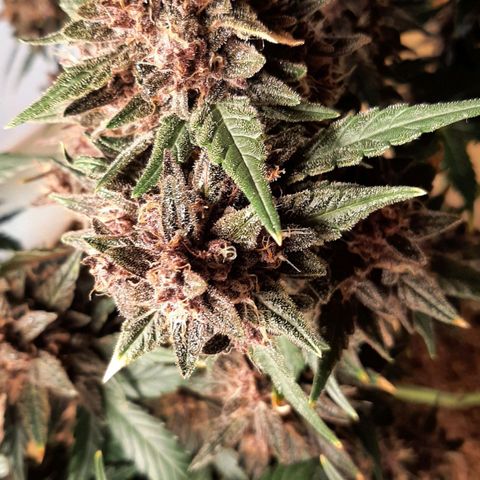 Laila  growlog timeline photo