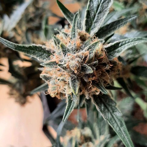 Fritzchen  growlog timeline photo